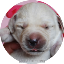 レッド(LARIMER女の子)